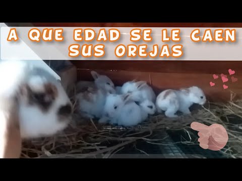 Video: ¿Hay conejos salvajes de orejas caídas?