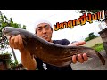 ปลาดุกญี่ปุ่นย่างซอสปลาไหล จะอร่อยแค่ไหน CatFish l SUGOI JAPAN l 397