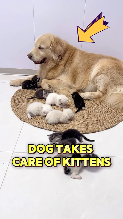 This dog loves kittens
