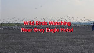 Athlete Statistics Wild Birds Watching Near Grey Eagle Hotel #birds #wildlife #trending 