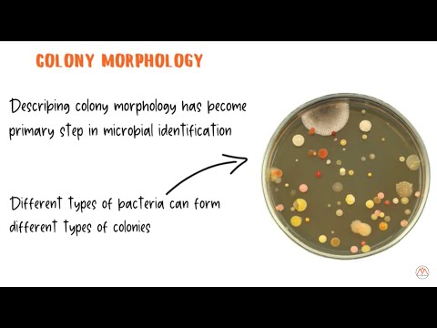 Bacterial Colony Morphology with Live Examples