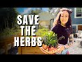 Harvesting & Drying Herbs Growing In The Tea Garden | Herbal Apothecary Cabinet