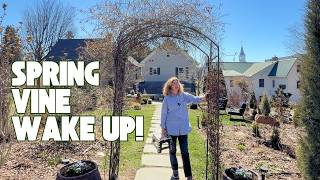 Are My Clematis Alive? Spring Vine Cleanup   Vintage Basket Planter