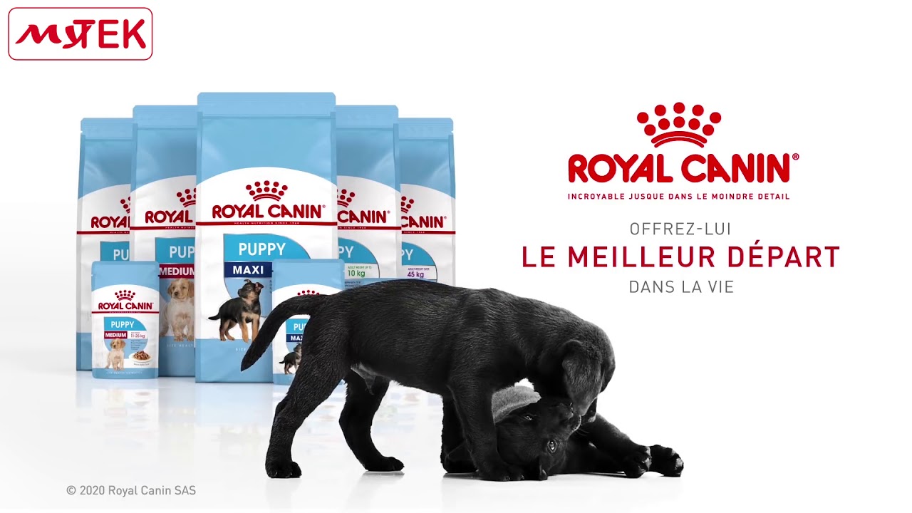 Nourriture Pour Chien Royal Canin Royal Canin Canine Care Nutrition Chien Nourriture Pour Chien Royal Canin Royal Canin Canine Care Nutrition Chien