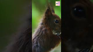 Squirrel’s Big Nut Discovery! 🐿️✨ | Fun Kids Animation | Short Story Time