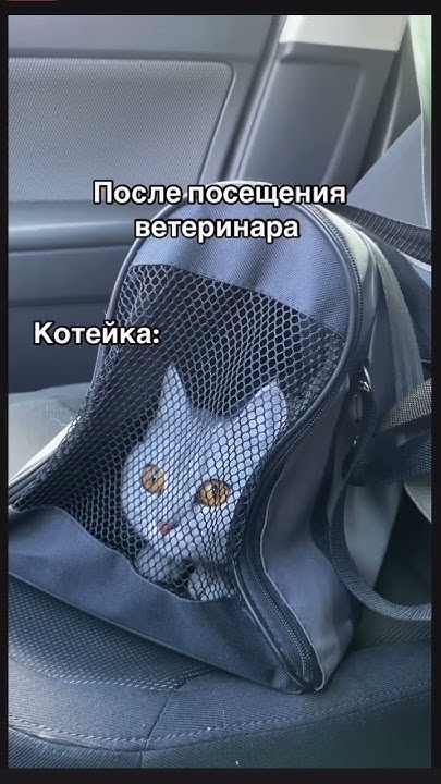 Кошка по кличке Вжух #кошки #Вжух #юмор #cats #доброеутро #милота # ...