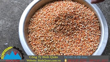 Video thử máy rang R15, R30, R40 Bình Quân - Rang lạc, ngô, đậu nành