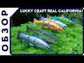 Обзор свим-бейта от Lucky Craft Real California Supreme