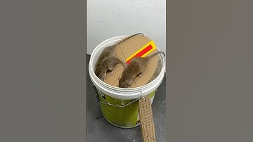 Ultimate mouse trap at home with plastic bucket #mousetrap