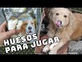 Carnaza para perros / Bone Toys / Huesos de juguete / Reacción