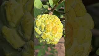 हरा सोना करेगा किसान को मालामाल NMK Golden सीताफल खेती Custard Apple #custardapple