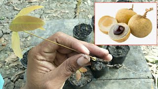 How to grow Longan fast and easy work at home, New techniques - my agriculture