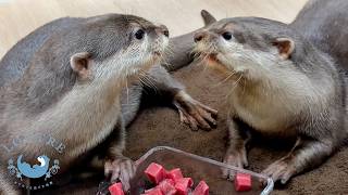 “Wait… It's Gone?!” Otters React to an Empty Plate