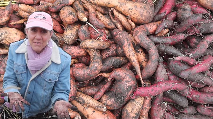 How I HARVEST AND CURE 250 lbs of sweet potatoes b...