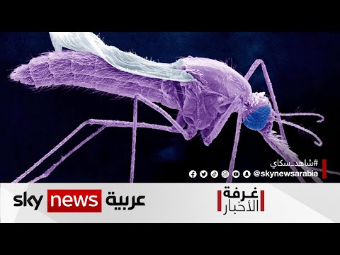 دراسة علمية البعوض المعدل وراثيا يمكنه تقويض طفيليات الملاريا في أمعائه غرفة الأخبار