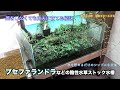 蓋をしなくても簡単に丈夫に育つブセファランドラの育て方