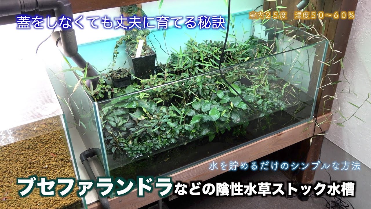 How to grow bucephalandra easily and vigorously without a lid