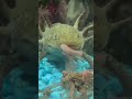 Please don’t eat me!! #axolotl #walkingfish #shorts #viral #eating #acdc