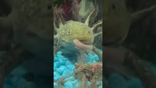 Please don’t eat me!! #axolotl #walkingfish #shorts #viral #eating #acdc