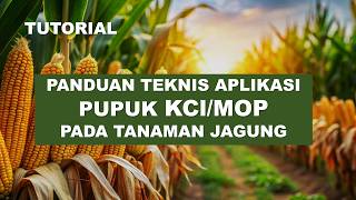 TUTORIAL: Guide to Applying KCl/MOP Fertilizer for Corn Plants screenshot 4