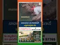 నారాయణా" అని పిలిస్తే ఒడ్డుకి వచ్చే చేప..! హృదయాన్ని హత్తుకునే బంధం