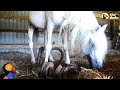 Horse With Overgrown Hooves Rescued From Barn | The Dodo