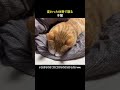 変わった体勢で寝る子猫