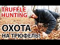 ЧЕРНЫЙ ТРЮФЕЛЬ / TRUFFLE HUNTING! Подземный гриб ТРЮФЕЛЬ со специальной СОБАКОЙ Lagotto Romagnolo!