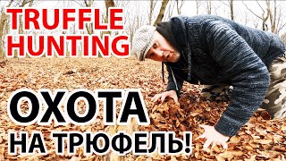 ЧЕРНЫЙ ТРЮФЕЛЬ / TRUFFLE HUNTING! ПОДЗЕМНЫЙ ГРИБ ТРЮФЕЛЬ СО СПЕЦИАЛЬНОЙ СОБАКОЙ Lagotto Romagnolo!