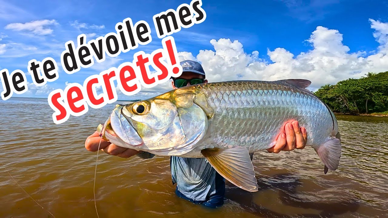 Tarpon : 5 choses à savoir sur ce poisson