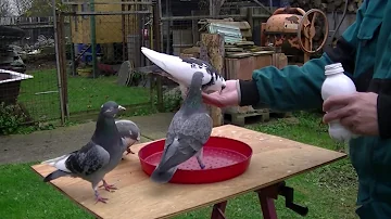 Jaké jsou základní skupiny půdních typů?