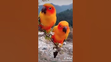 قرآن كريم ( والتين والزيتون )