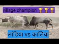 Bull fight in Village //लांडिया vs kaliya //champion bull 🐂🐂🐂