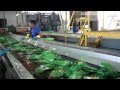 Conheça o processo de reciclagem na fábrica Frompet
