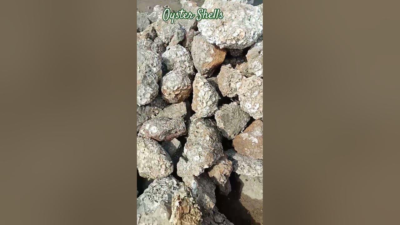 empty-oyster-shells-at-gharo-creek-youtube