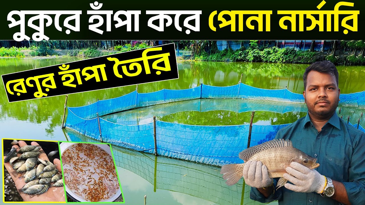 হাপায় রেনু চাষ || হাপায় পোনা পালন || Shakib AGRO || হাপাতে মাছ এবং ধানী পোনা চাষ