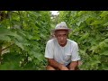 Укорачивание (чеканка) зеленых побегов винограда