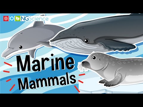 Video: Pinniped mammals: general characteristics