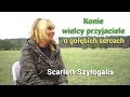 Konie - wielcy przyjaciele o gołębich sercach - Scarlett Szylogalis