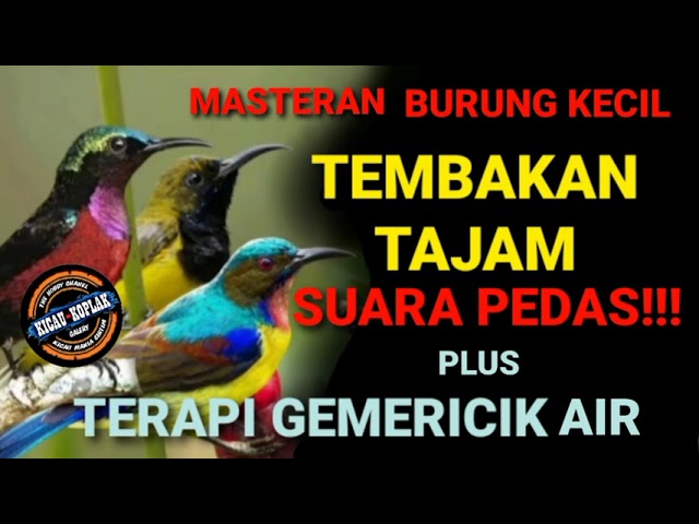 MASTERAN TEMBAKAN TAJAM SUARA PEDAS Burung-burung Kecil + TERAPI AIR class=