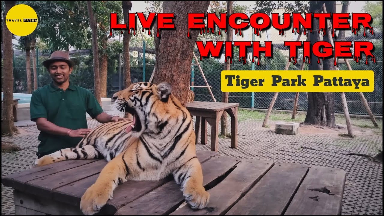 Pattaya Tiger Park Complete Details How To Reach Ticket Cost pattaya-tiger-park-complete-details-how-to-reach-ticket-cost