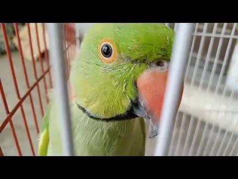 Indian Ring Neck Green Parrot