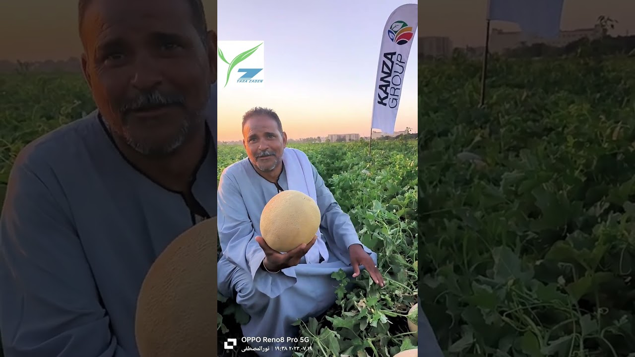 شمام منجاوى بينجو شركة كانزا جروب