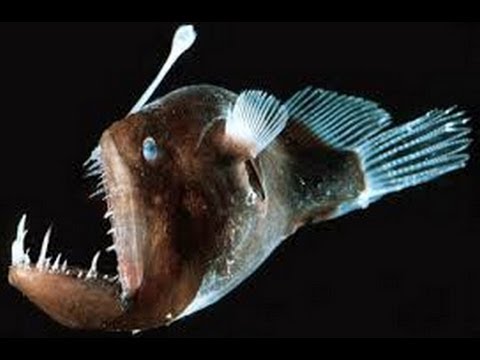 Dünyanın En Tuhaf Ve Korkunç Balığı