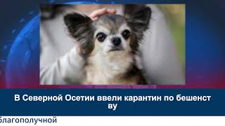 В Северной Осетии ввели карантин по бешенству