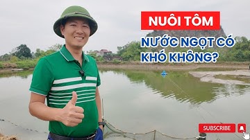 Nuôi tôm bằng nước ngọt 100% - Tôm đạt size đẹp, lãi cao! | Vũ Đức Thiện
