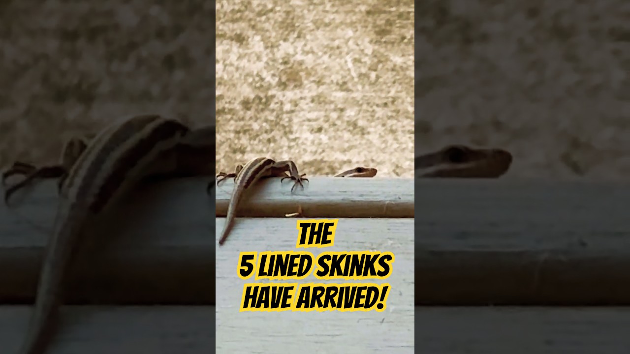 The Five Lined Skinks Are Here! #fun #nature #wildlife