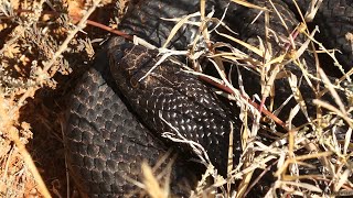 A black Mole Snake (Pseudaspis cana) near Kleinpoort, southern Karoo