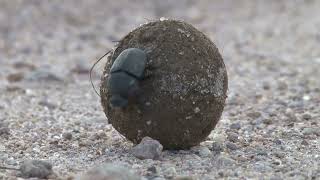 The Remarkable World of Beetles.