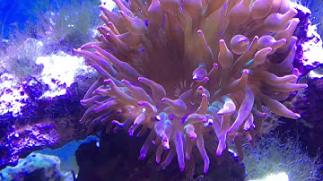 BioPellet Reactor Update